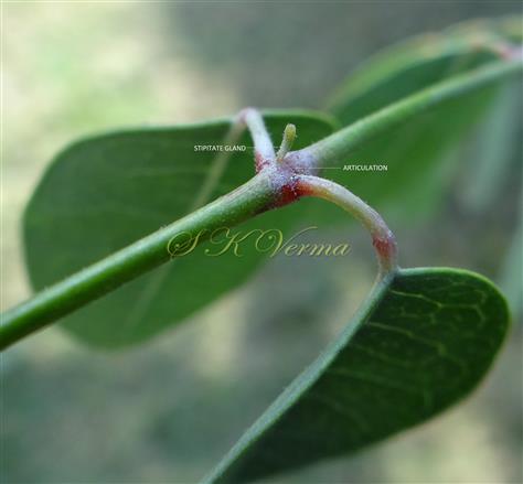  Rachis of Pinnule with articulation and gland